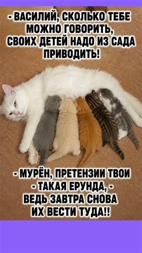 #смех #приколы #юмор #мем #shorts #cat #memes #смешновидео #шуточное #смешнойшортс