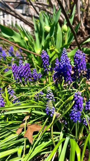 Grape Hyacinth aka Muscari. #flowers #flower #spring