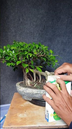 Unboxing Bonsai Fertilizer