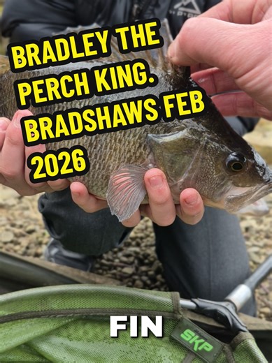 Mastering Perch Fishing Techniques with Bradley