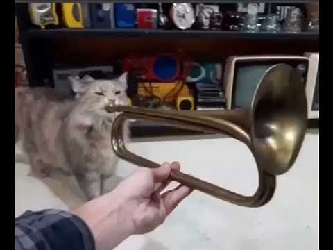 cat playing trumpet (full version)