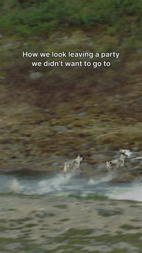 Exploring Alaska's Wildlife: A Thrilling Adventure