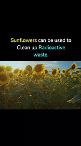 5.5K views · 39 reactions | Sunflowers can help clean up radioactive...