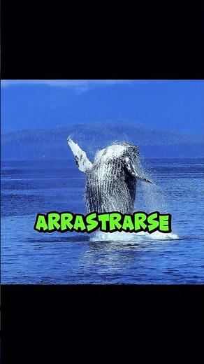 🐋💙 El increíble corazón de la ballena azul: ¡Un humano podría entrar! 🌊