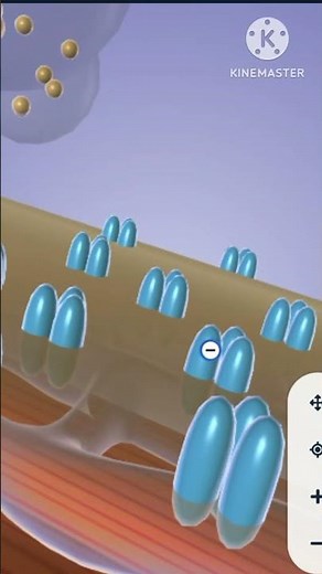 Muscle contraction 3d animation