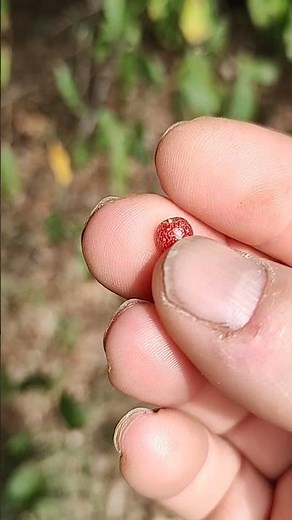 Best time to pick and harvest autumn olive berries
