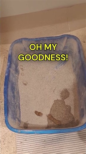Why Litterbox Cleaning Is My Least Favorite Chore!🤢
