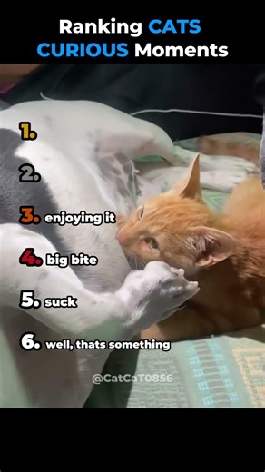 Ranking CATS CURIOUS Moments. 🐱🤌 #cat #funny #funnycats #cutecat