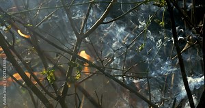 Forest fire in close-up. The branches of shrubs and trees are burning and smoking. Wildfires caused by arson or nature. Shot on super slow motion camera 1000 fps.