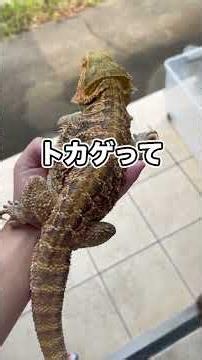 ペットを外に干したら干物になっちゃった…