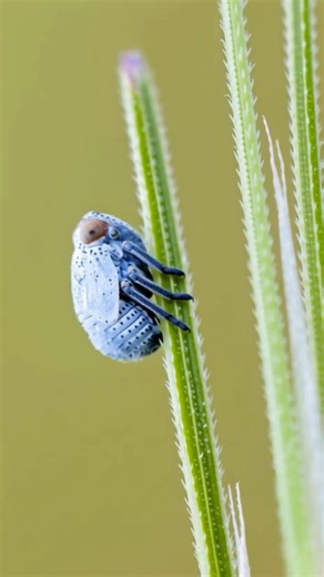 Looks like a tiny alien… it’s actually a baby hopper 👽🌿 This is a treehopper nymph, the juvenile stage of one of nature’s strangest insects. That armored, helmet-like body helps protect it from predators, while its piercing mouthparts tap directly into plant sap. Many treehoppers even team up with ants, trading sugary secretions for protection. Small bug, surprisingly complex social life. #wildlife #nature #animalfacts #insects #macroworld #earthcreatures | Discvr Blog
