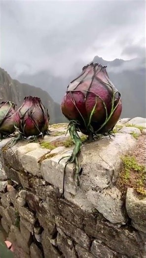 This biological entity matures from a flying offspring into a stationary flower-like form.