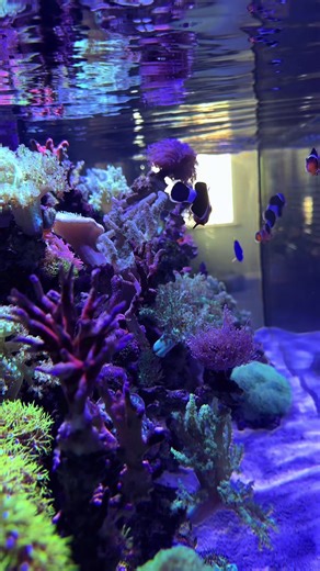 Torch Corals: Nature's Flaming Marvels of the Reef