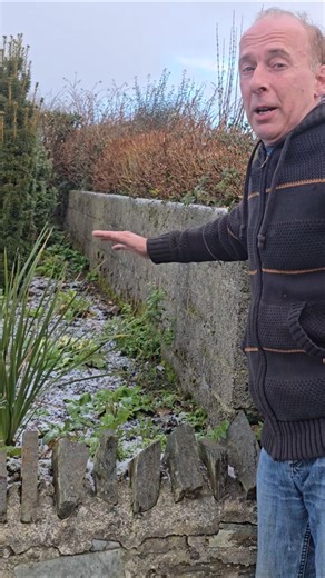 First Primrose (primula vulgaris) #nativeplants #gardening #springflowers #wintergarden #primrose