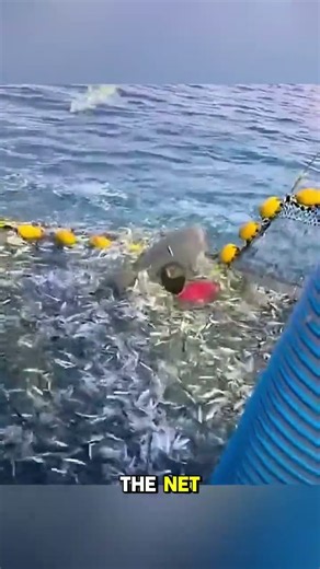 The MOST UNEXPECTED Animal Moments Caught on Camera #incrediblethings #facts #shorts