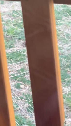 Taking a break under the side porch- safe place | Buddy Willard Moore