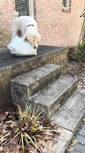 Poodle retrieves 25 pound package off porch