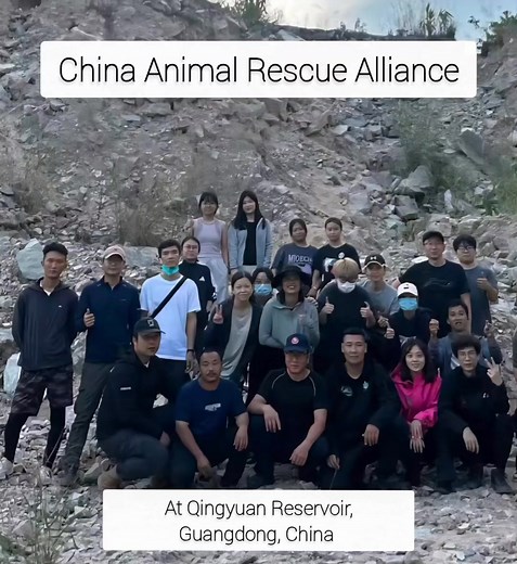 China Animal Rescue Alliance was rescuing the Qingyuan reservoir cats that were released there on November 1st. From China Animal Rescue Alliance: There were rescue teams from four provinces and cities (from Nanjing, Shanghai, Suzhou, and Beijing). Together, they form China Animal Rescue Alliance. They rushed to Yingzui Reservoir in Qingyuan, Guangdong overnight, and arrived at the deep-mountain trapping site at QY Reservoir on the evening of November 7. They cooperated with the on-site rescue t