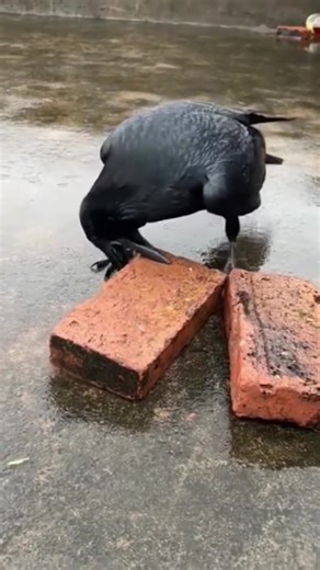 Clever Crow Uses Cars to Crack a Nut#animal #foryourpage #wildlife | animals