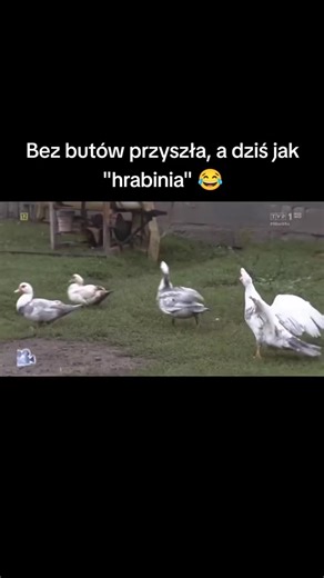 555K views · 1.6K reactions | #sprawadlareportera #tvp #jaworowicz | News Na Dziś | Facebook