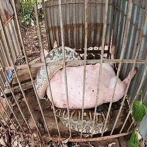 5.1M views · 47K reactions | The big python crawled into the pigsty to steal pigs | Layne Fuentes | Facebook