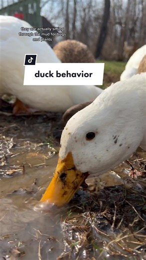 Understanding Duck Behavior: Why Ducks Shake Their Heads
