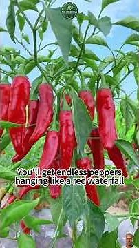 Easy Gardening Tricks for Bigger Vegetable Harvest 🌱 Grow More Vegetables Naturally!