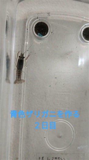 青色ザリガニを作る２日目 #ザリガニ