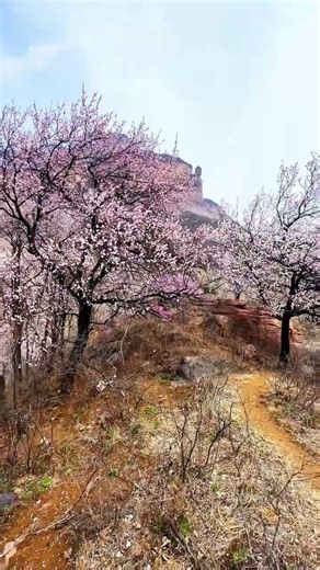 Blossoming Promise of Spring: Every Year, Unwavering Love