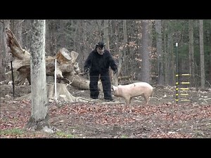 HUGE HOGZILLA CAUGHT ON VIDEO
