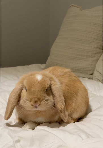 Understanding Rabbit Sleep Patterns and Habits