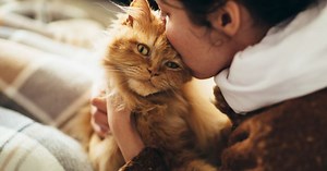 Ça fait quoi d'être un chat ? Les scientifiques révèlent tout