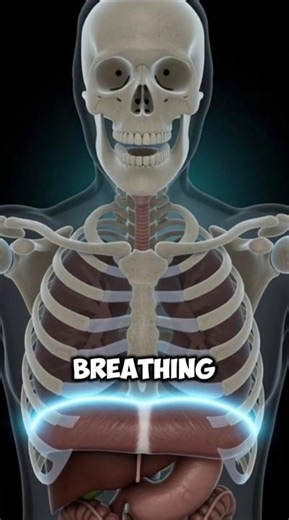 How Long Could You Hold Your Breath? Your Brain Decides