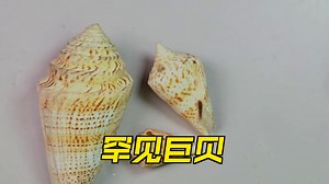 655黄带芋螺B