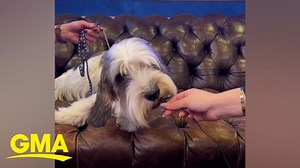 Westminster winner for best in show shares his winning speech - The Global Herald