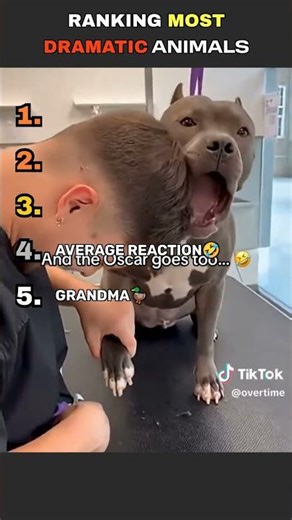 Ranking the MOST DRAMATIC ANIMALS of all time!!! 😂