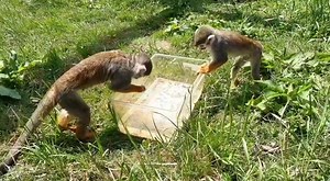 3.6K views · 117 reactions | Folly Farm Adventure Park & Zoo on Reels | Facebook