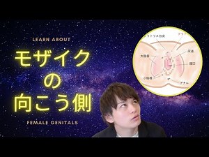 【大人の性教育】女性器(外陰部)の構造