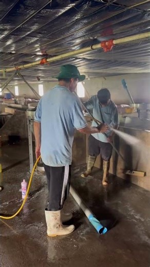 Pig farming requires strict biosecurity measures.