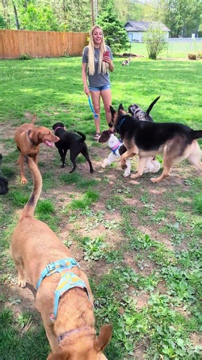 A beautiful spring day for the dogs to enjoy 😊 #petsitter #puppy #doglife #puppylove