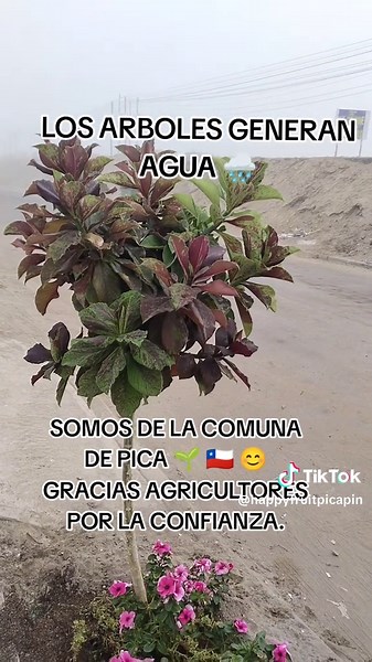 🌿 ¡Hola Somos VIVERO HAPPY FRUIT 🌟 56979247111. 56 9 9320 1826 💪 💪🏾🌱 Horario de Atención de Lunes a Sábado de un09:00 hrs a 17:00 hrs. 🌱🍇🌏🇨🇱(Delevery 🛻a partir de la 18:00 hasta 24:00 hrs.Ubicados en la Comuna de Pica, Alto Vitayle S/n. Para agendar debe: .✅ Dirección ✅ Nombre de personas que reciba. ✅ Teléfono . ✅ Indicar el pedido solicitado. 🔥🍇🍋🍊🍌🥑🍑🍏🍎🍐🍓ARBOLES FRUTALES INJERTADOS GRANDES A 10.000 AL X MAYOR 50 UNIDADES Y 13.000 AL DETALLE 🪷🌷🌺🥀🌸💐Catálogo de plantas