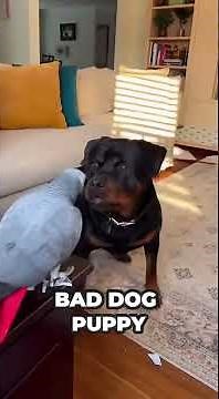 Dog and Parrot Best Friends | Cute Dog and Talking Parrot Moments