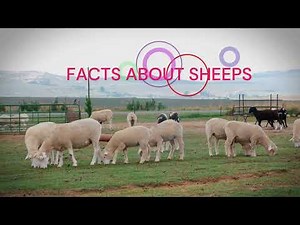 Sheep Farming: 10 Interesting Facts about Sheep