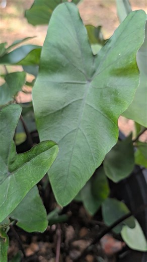 Xanthosoma Violaceum Elephant Ear | Black Stem Tropical Plant | Fast Growing Giant Foliage | 2 Rhizomes - Etsy