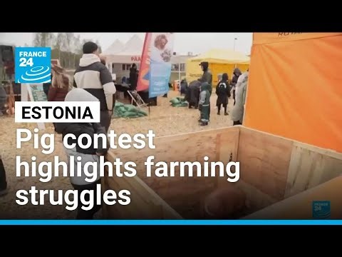 Oink-Off in Estonia: Pig contest highlights farming struggles • FRANCE 24 English