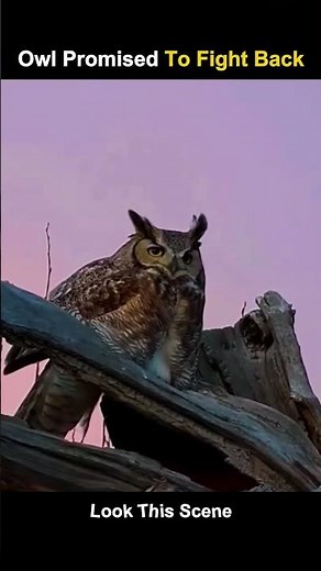 Falcon Attack But the Owl Fights Back Like a Warrior #trending #animals #wildlife #youtubeshorts