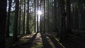 clip-28286617-walking-through-mysterious-forest-pov-uhd-4k