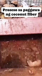 Proseso sa paggawa ng coconut fiber #coconutfiber #coconut #coir #resourceful #resources | Things around blogs
