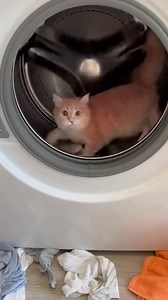 An unexpected and surprising moment as a pink-colored cat is seen inside a washing machine drum. This video is shared to raise awareness about pet safety and the importance of checking household appliances before use. ⚠️ No wash cycle was started, and the cat was safely removed afterward. Pets can sometimes hide in unusual places, so always double-check appliances to keep animals safe. 🐱 Pet safety awareness 🩷 Pink cat moment 🏠 Home safety reminder #PinkCat #CatInWashingMachine #PetSafety #Un
