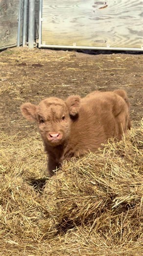 Adorable Baby Cows with Fluffy Fur